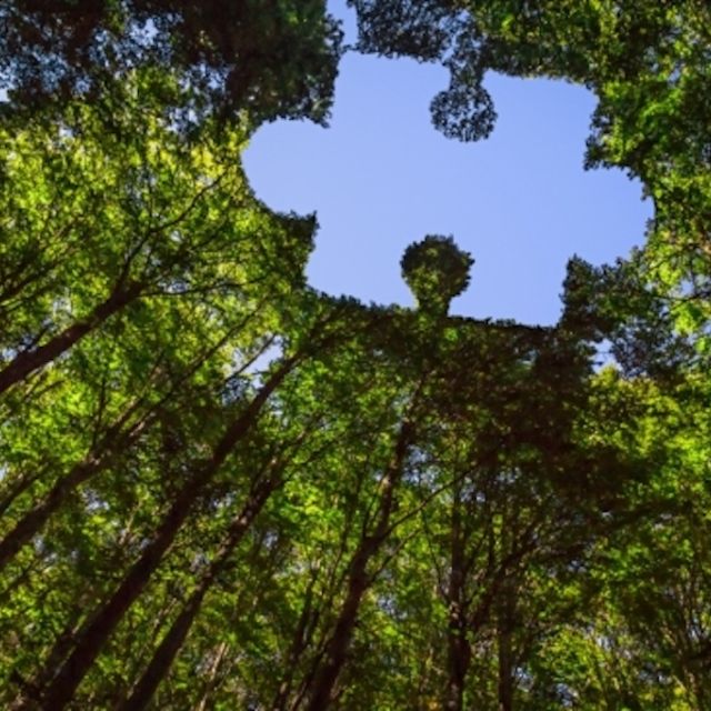 Photo of Forest with a puzzle piece shape cut out.