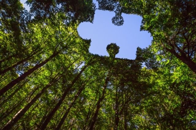 Photo of Forest with a puzzle piece shape cut out.