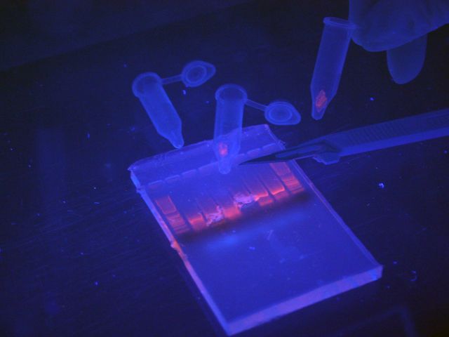 Biological Nanostructures Laboratory