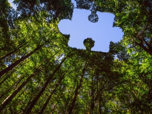 Photo of Forest with a puzzle piece shape cut out.